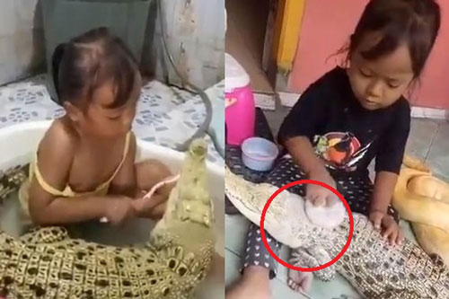 CLIP: Bé gái đánh răng cho cá sấu gây ‘sốt’