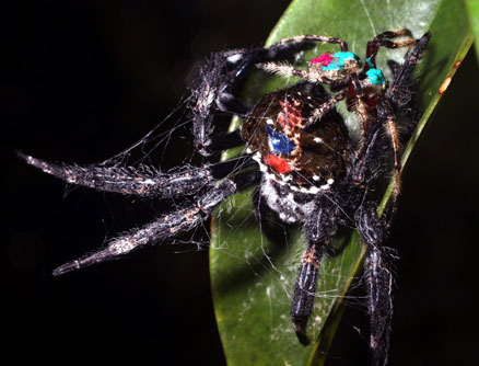 “Dị” loài vật quan hệ bằng miệng, giết bạn tình sau đó