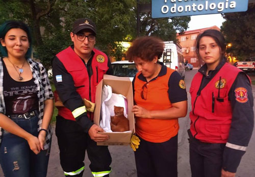 Tưởng nhặt được mèo con, sửng sốt phát hiện sinh vật quý hiếm