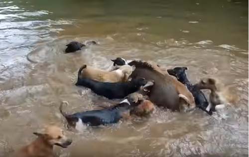 CLIP: Lợn rừng đối đầu đàn chó săn và cái kết