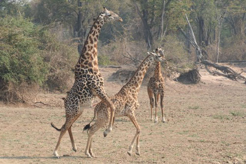 Sức mạnh của mùi hương đối với chuyện “yêu” của động vật