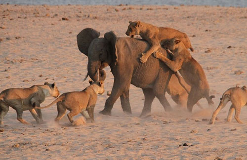 Ảnh động vật: Khốc liệt cảnh sư tử xâu xé voi