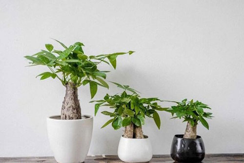 Nhắm mắt là tài lộc đến chỉ nhờ cây phong thủy tuổi Ngọ sau đây