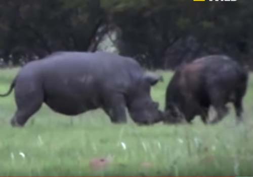 CLIP: Trâu rừng đại chiến tê giác