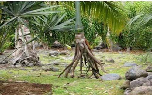 Lạ mà có thật: Hết hồn cây cọ duy nhất trên thế giới có thể "đi bộ"