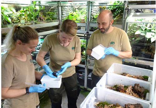 Quý hiếm “cá có chân” chỉ có ở Việt Nam vừa được Đức bàn giao