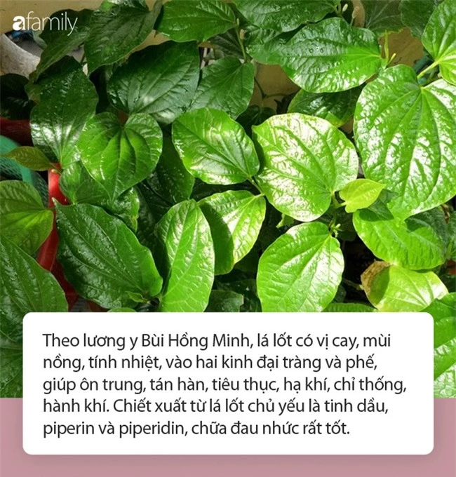 Ăn lá lốt ngon lại chữa đau nhức xương khớp nhưng cần lưu ý điều gì khi ăn? - Ảnh 1.