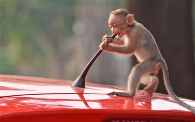 Ảnh động vật tuần: Khốc liệt cảnh sư tử xâu xé voi - Hình 12 Anh dong vat tuan: Khoc liet canh su tu xau xe voi-Hinh-12