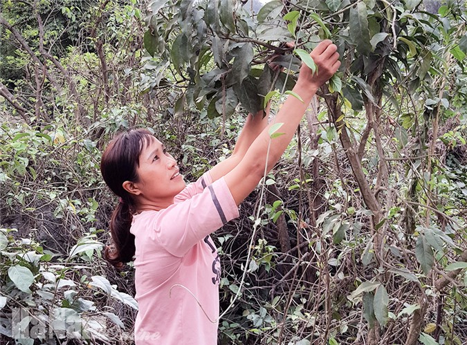 treo nui da lom chom san loai rau rung noi tieng, ban 300 ngan/kg hinh anh 1