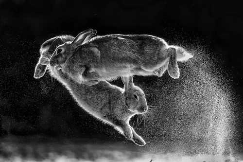 Bức ảnh động vật ấn tượng ghi cảnh cặp thỏ vui đùa với nhau trên tuyết được chụp bởi nhiếp ảnh gia Csaba Daróczi đến từ Hungary. (Nguồn Guardian)
