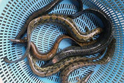 Miền Tây nhiều nơi nuôi loài cá ví như sâm nước, bán đắt tiền