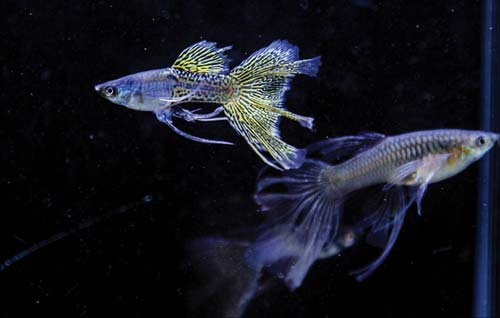 Huế: "Sửng sốt" với trào lưu nuôi cá ngoại guppy làm... thú cưng