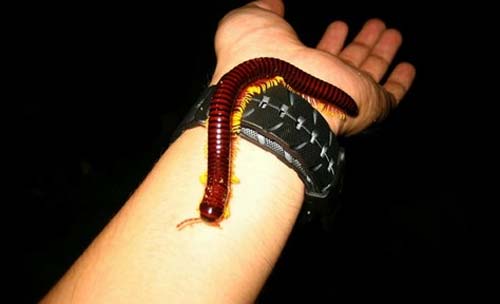 Khiếp hồn: Lùng sục tìm mua cuốn chiếu chân lửa về làm "thú cưng"