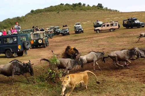 Sư tử đực ra tay, đoạt mạng linh dương đầu bò trong chớp mắt