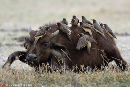 Bữa tiệc có "1-0-2" của chim trên cơ thể trâu rừng