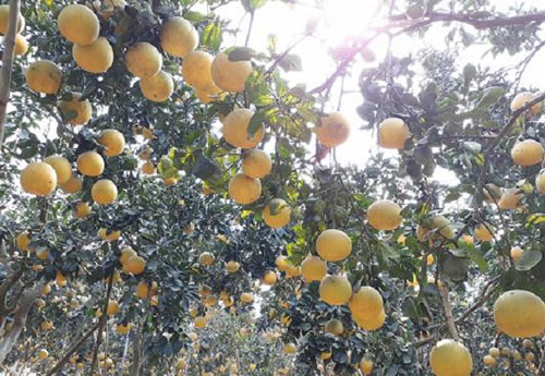 Hà Nội: Trái ngọt từ sản xuất xanh