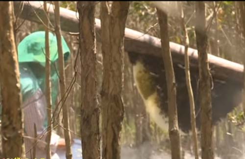 Kiên Giang: Thu nhập hàng trăm triệu từ nghề gác kèo ong