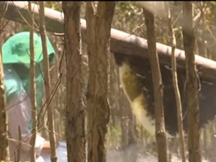 Kiên Giang: Thu nhập hàng trăm triệu từ nghề gác kèo ong