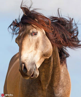 Một nhiếp ảnh gia người Mỹ chụp một bức ảnh về một chú ngựa 4 tuổi ở California. Thay vì sợ máy ảnh, con ngựa tự mãn liếm mái tóc sáng bóng màu nâu của mình như thể đang quay quảng cáo dầu gội đầu. Thế nhưng, có vẻ cơn gió to khiến loài động vật không được như ý.