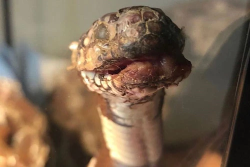 Căn bệnh lạ khiến con rắn trông như xác ướp sống.