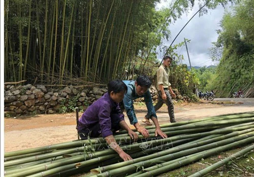 Cây trúc sào mang no ấm cho bà con ở huyện Bảo Lạc (Ảnh:Internet)