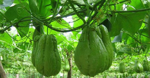 Những công dụng tuyệt vời của su su