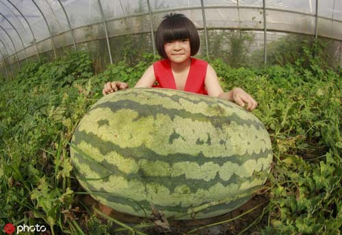 Dưa hấu khổng lồ gần 70kg tròn to như con lợn, ăn cả tuần mới hết