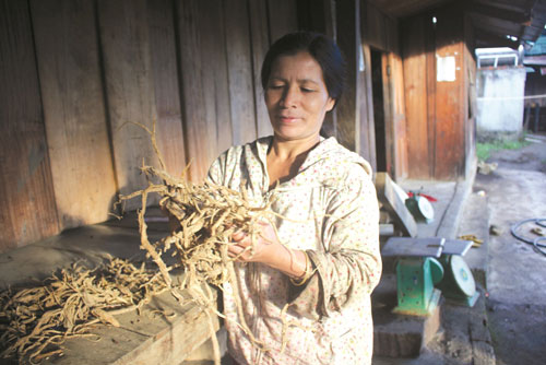 Kon Tum: Người phụ nữ Xơ-đăng tiên phong trồng sâm dây