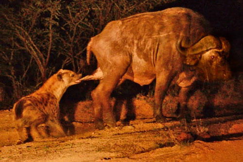 CLIP: Linh cẩu ‘láu cá’ cắn đúng vào ‘chỗ hiểm’ của trâu rừng đực