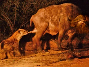 CLIP: Linh cẩu ‘láu cá’ cắn đúng vào ‘chỗ hiểm’ của trâu rừng đực