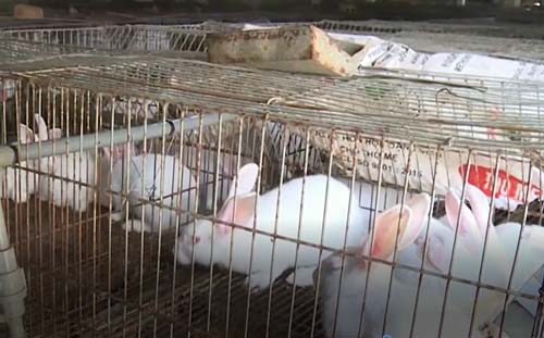 Nam Định: Chủ động liên kết với doanh nghiệp, nông dân trở thành tỷ phú từ nuôi thỏ