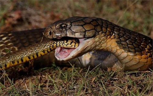 Vì sao rắn hổ mang xẻ thịt nhau lại không trúng độc chết?
