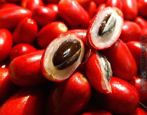 Thần kỳ loại quả đỏ hỏn hóa cay đắng thành ngọt ngào trong tích tắc