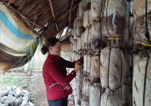 Bà Rịa-Vũng Tàu: Thoát nghèo bền vững để vươn lên làm giàu từ nghề trồng nấm