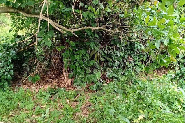 Xác định danh tính vụ nạn nhân không đầu trong bụi rậm ở Bình Phước