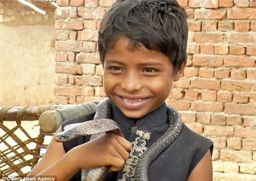Rắn hổ mang "mặt cười" xuất hiện ở Ấn Độ - 2