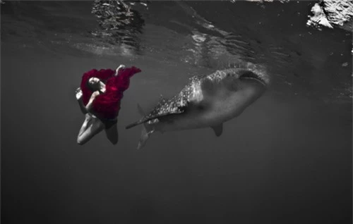 Xuống nước chụp hình cùng cá mập - 8
