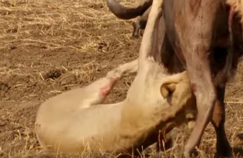 CLIP: Một mình trâu rừng "cân" cả đàn sư tử