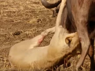 CLIP: Một mình trâu rừng "cân" cả đàn sư tử