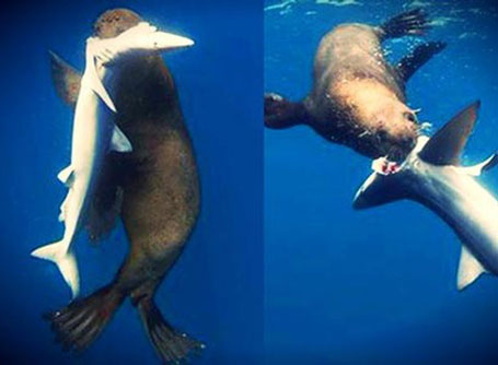 Clip: Hải cẩu cắn xé ăn thịt cá mập xanh