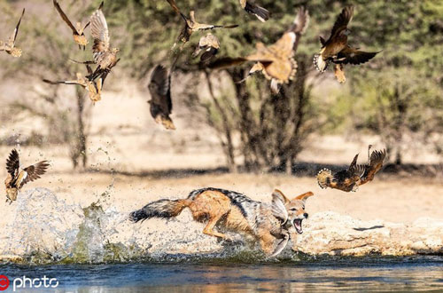 Chó rừng tung người săn giết chim "cực đỉnh"