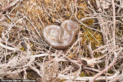 Ảnh cực hiếm rắn độc sơ sinh thoát khỏi túi ối