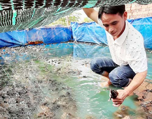 Lạ mà hay: Trải bạt nuôi lổm ngổm ếch trên cạn, túc tắc thu tiền