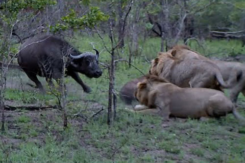 Trâu rừng bất lực nhìn sư tử đoạt mạng con non