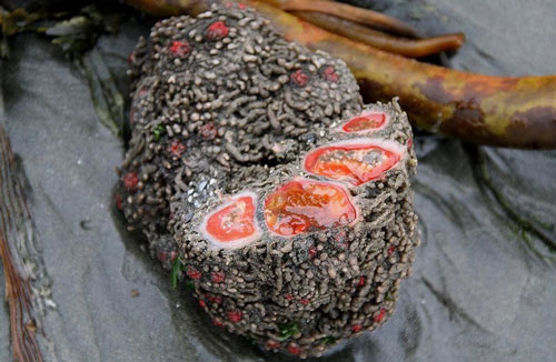 Những món ăn khiến nhiều du khách rùng mình