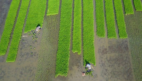 Khủng hoảng lương thực: Châu Á cần đầu tư thêm 800 tỷ USD trong thập kỷ tới