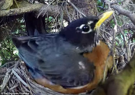 Hãi hùng rắn nuốt sạch ổ trứng chim tàn độc