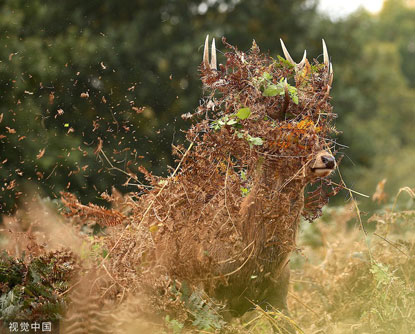 Hươu đực nghịch ngợm đổi "kiểu tóc" quyến rũ con cái mùa giao phối