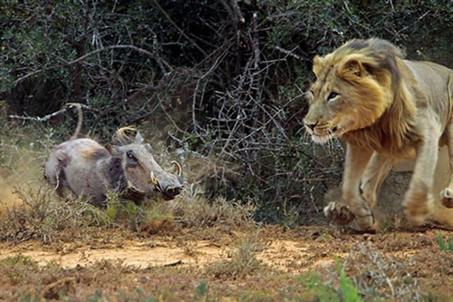 Lợn rừng chạm trán sư tử, lại mắc sai lầm chết người