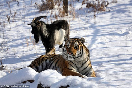 Dê hổ kết bạn thân như chuyện cổ tích với hồi kết thê thảm